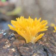 Imagem de Calocera cornea (Batsch) Fr. 1827