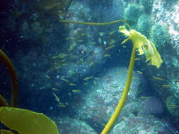 Image of Oblique-swimming Triplefin