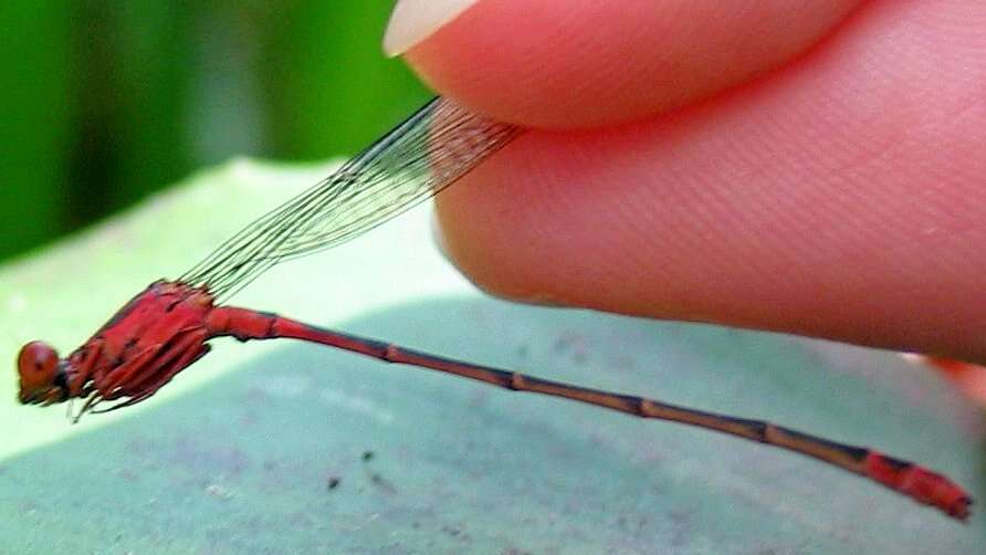 Image of Orangeblack Hawaiian Damselfly