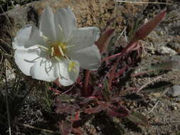 Oenothera cespitosa Nutt. resmi