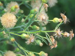 Image of asthmaweed