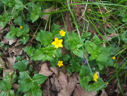 Lysimachia nemorum L. resmi