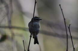 Image of Golden-crowned Kinglet