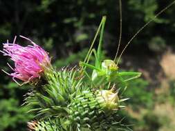 Image of striped bush-cricket