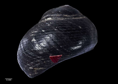 Image of Diloma nigerrima