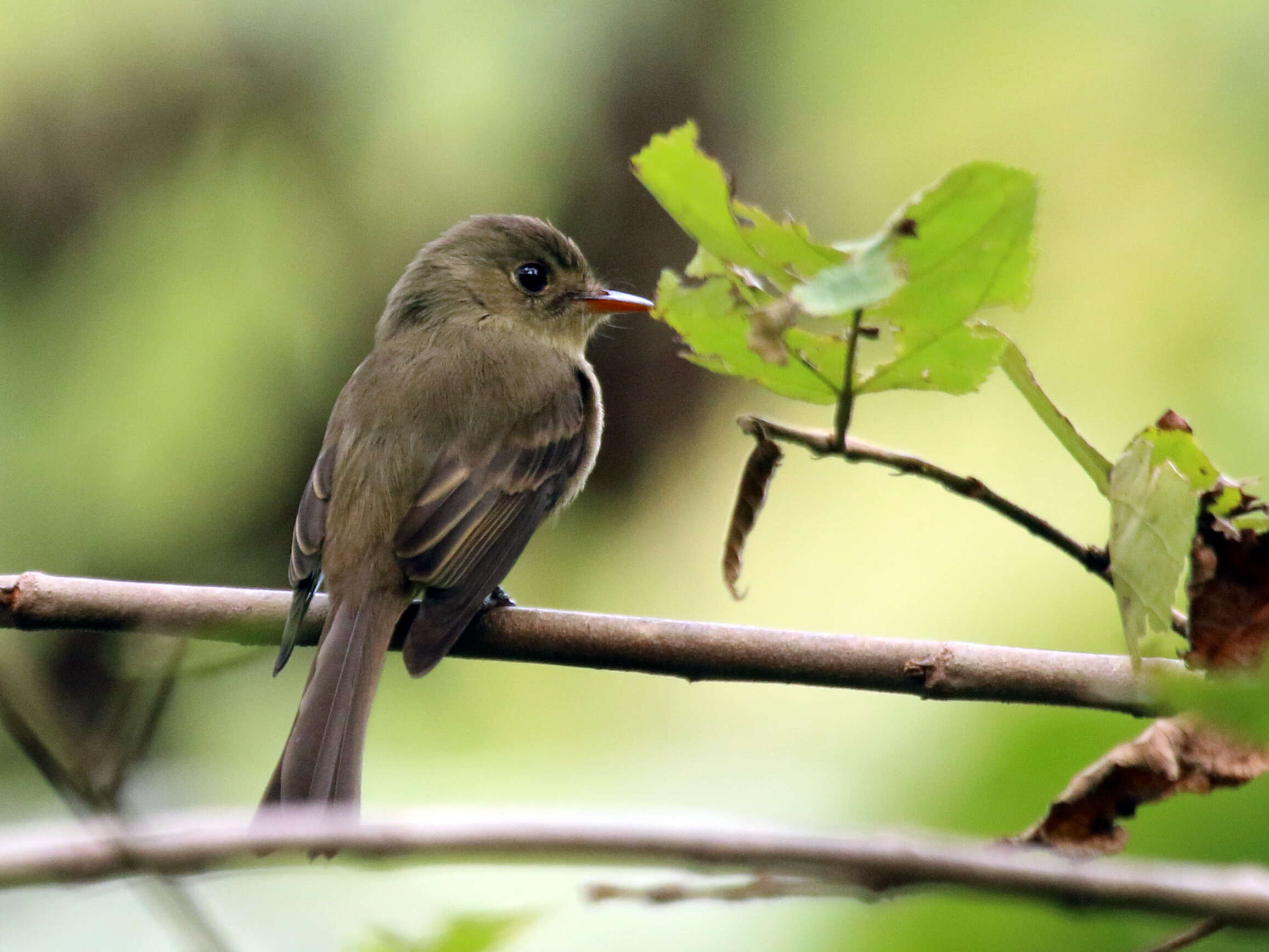 Image of Jamaican Pewee