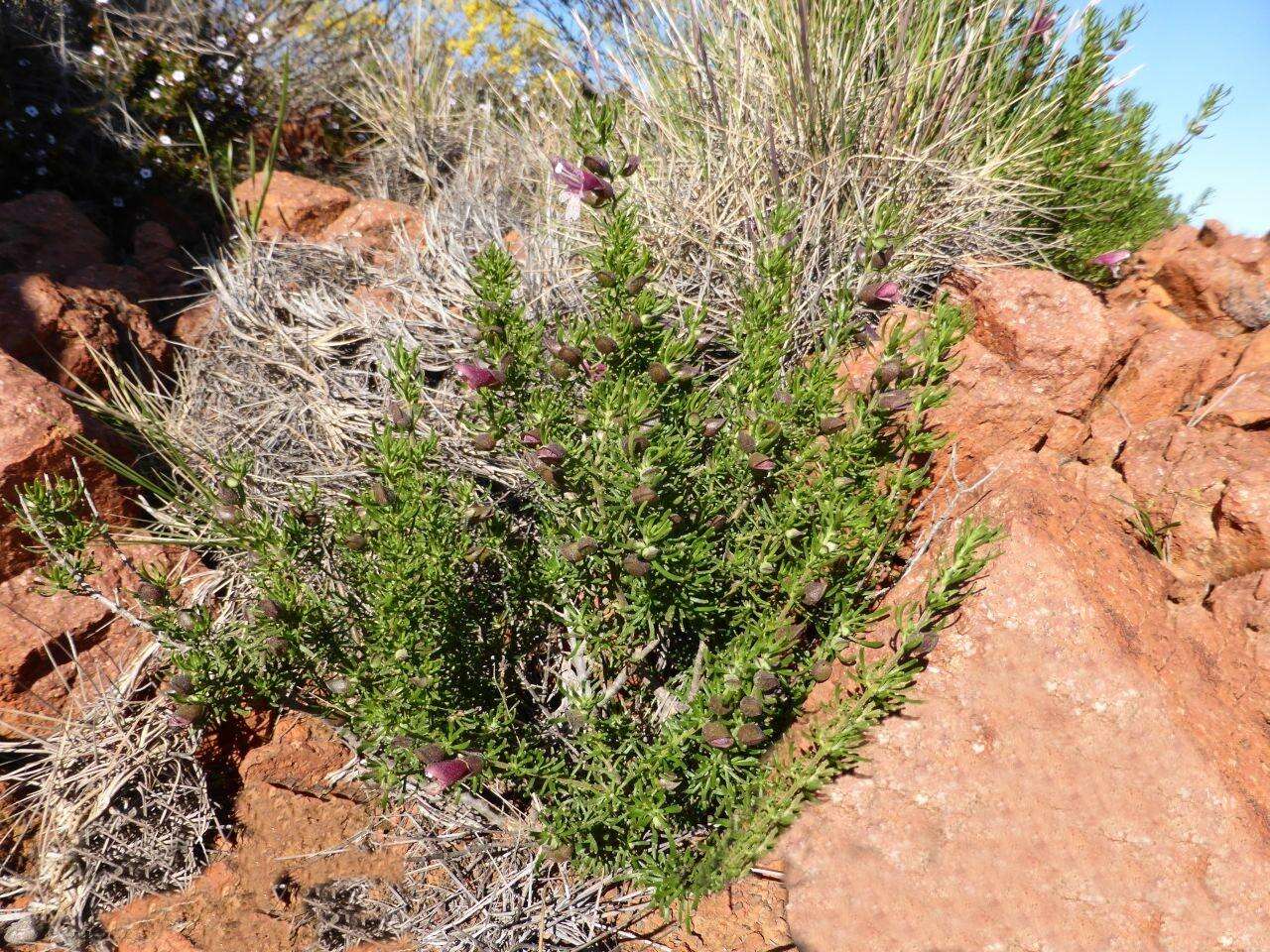 Image of Prostanthera florifera B. J. Conn