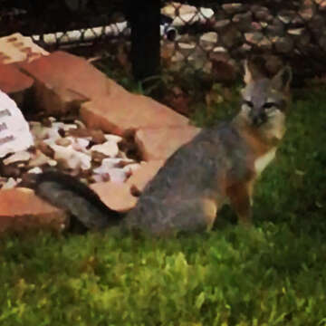 Image of Grey Foxes