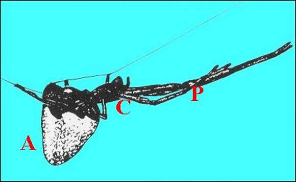 Image of Dewdrop Spiders