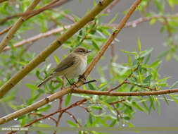 Image of Siberian Chiffchaff