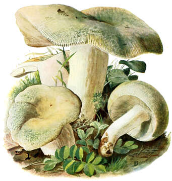 Image of Russula virescens (Schaeff.) Fr. 1836