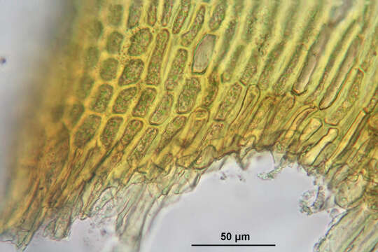 Image of Lyell's orthotrichum moss