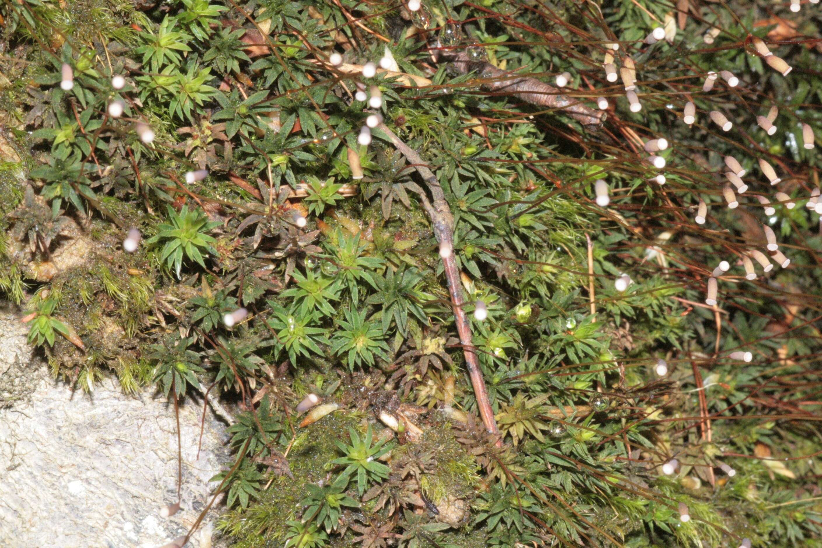 Image of aloe haircap