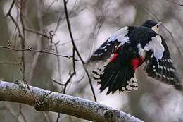 Image of Great Spotted Woodpecker