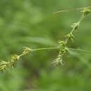 Image of Carex accrescens Ohwi