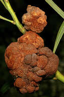 Image of orange wattle