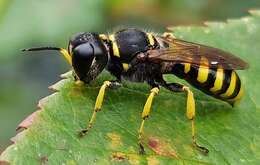 Image of Common wasp