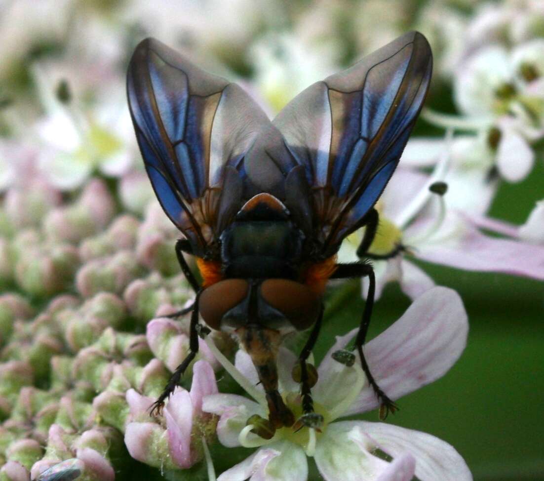 Image of Phasia hemiptera (Fabricius 1794)