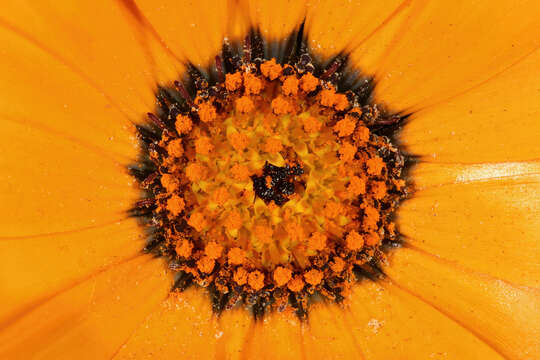 Image of glandular Cape marigold