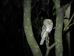 Image of Ceylon Frogmouth