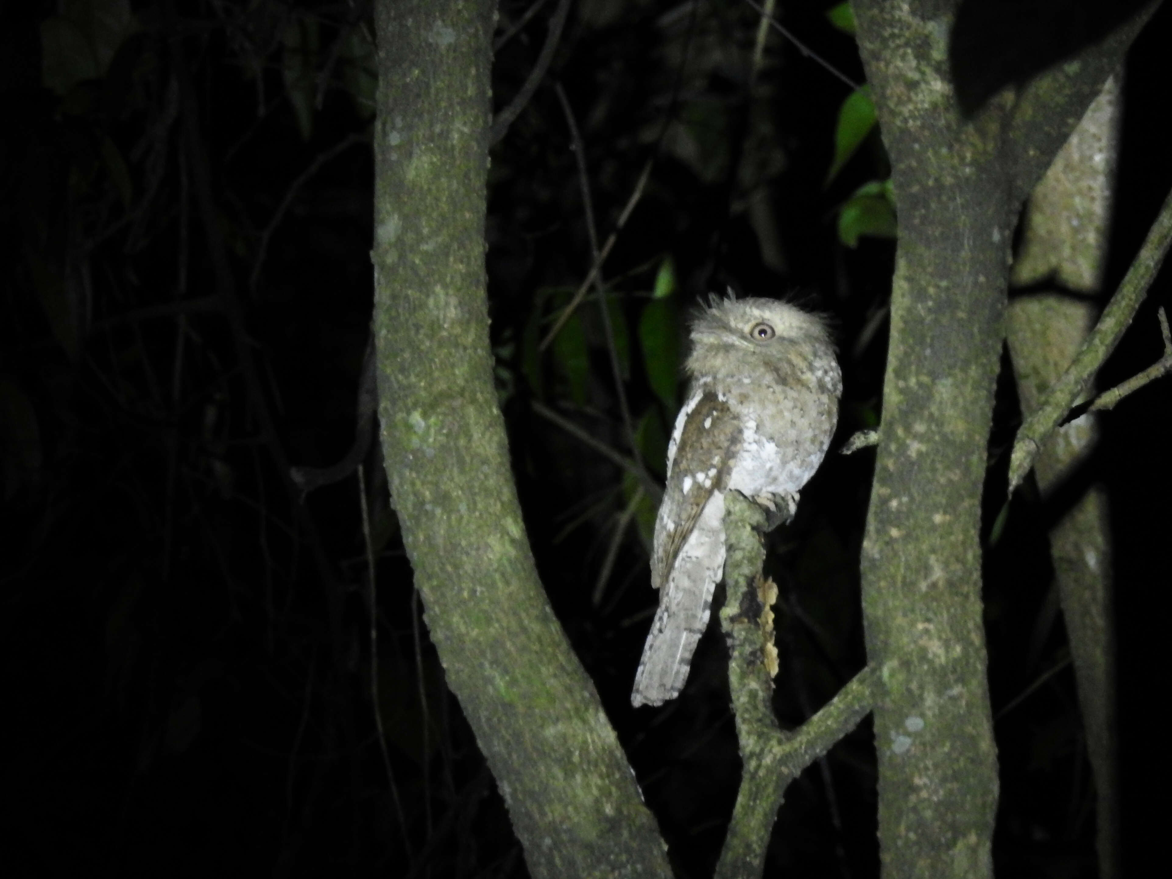 Image of Ceylon Frogmouth