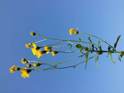 Image of hawkweed