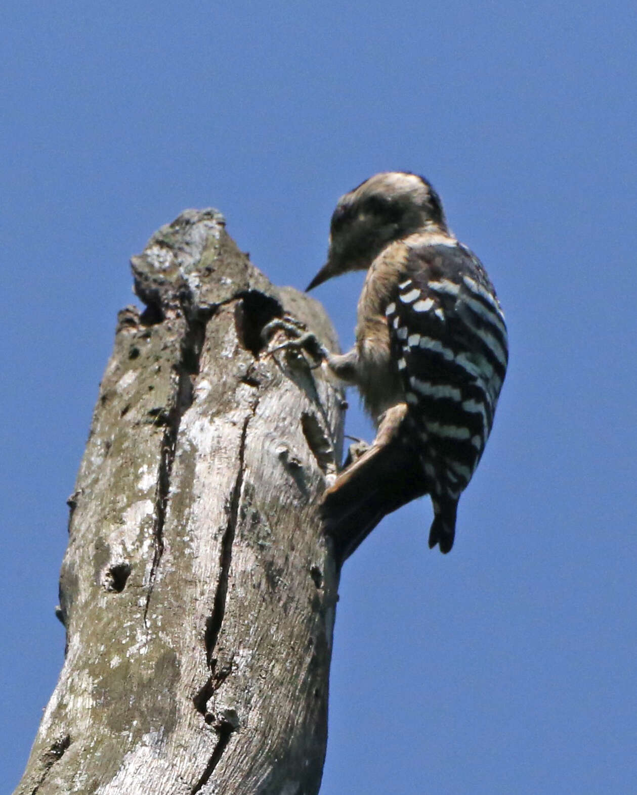 Image of Dendrocopos canicapillus