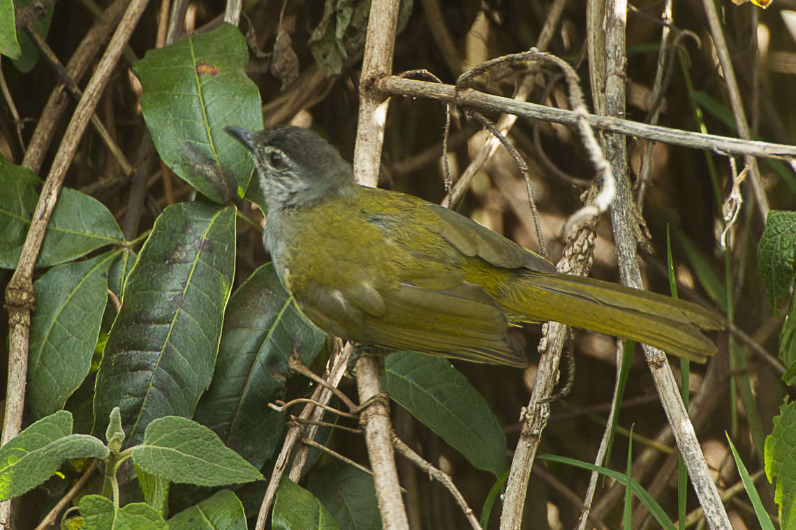 Arizelocichla nigriceps (Shelley 1889)的圖片