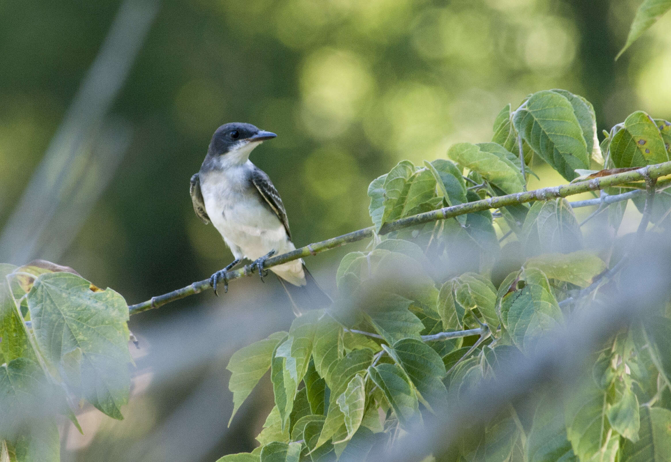 Image of Eastern Kingbird