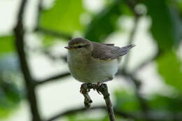 Image of Willow Warbler