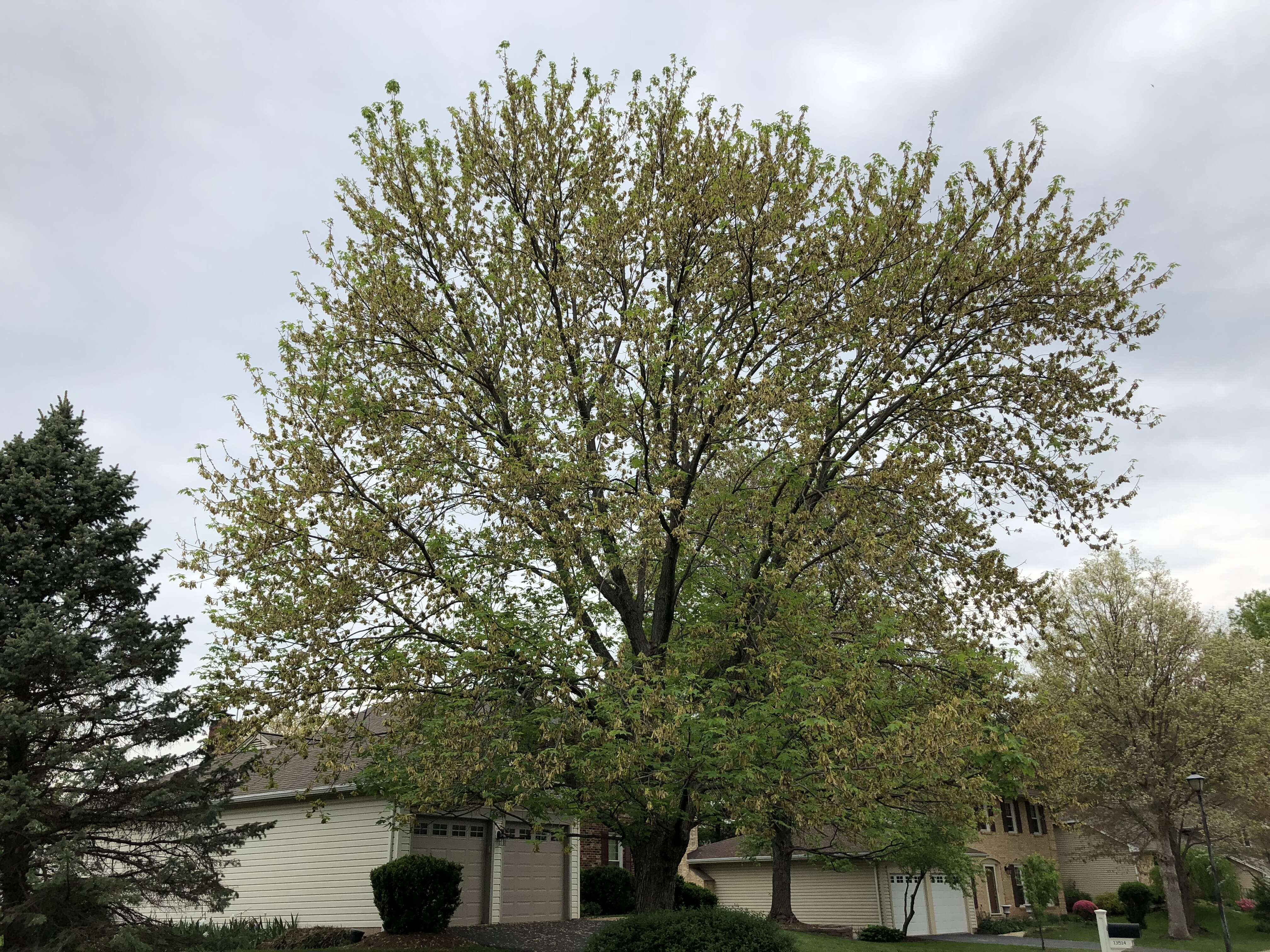 Image of silver maple