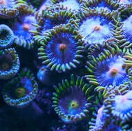 Image of Fluorescent zoanthids