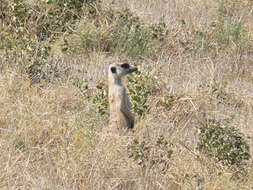 Image of Suricata Desmarest 1804