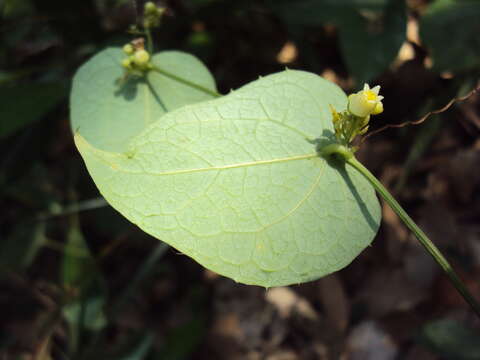 Image of Solena amplexicaulis (Lam.) Gandhi ex Saldanha & Nicolson