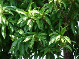 Image of sapodilla