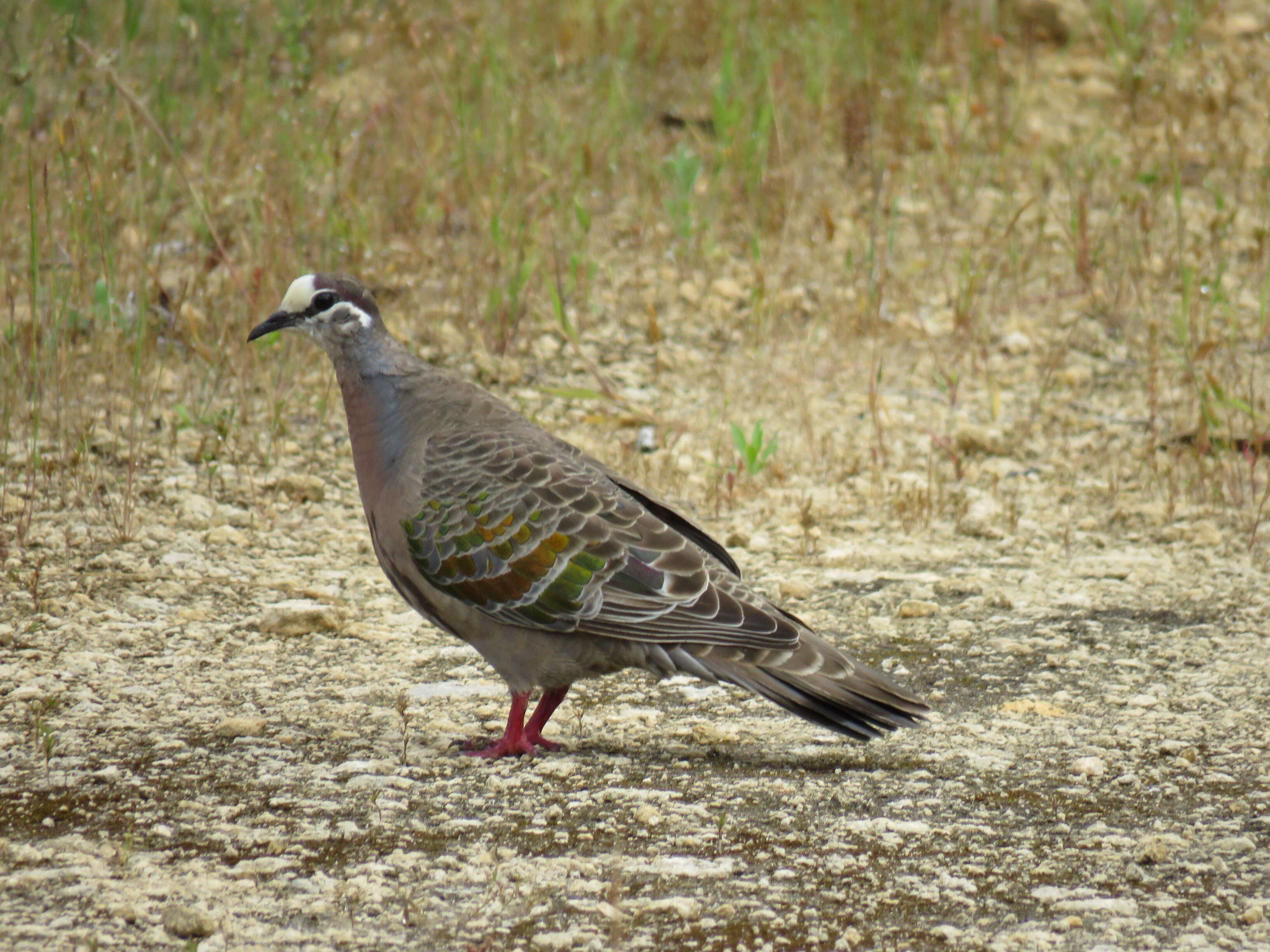 Image of Common Bronzewing