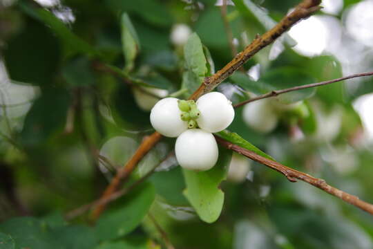 Image of common snowberry