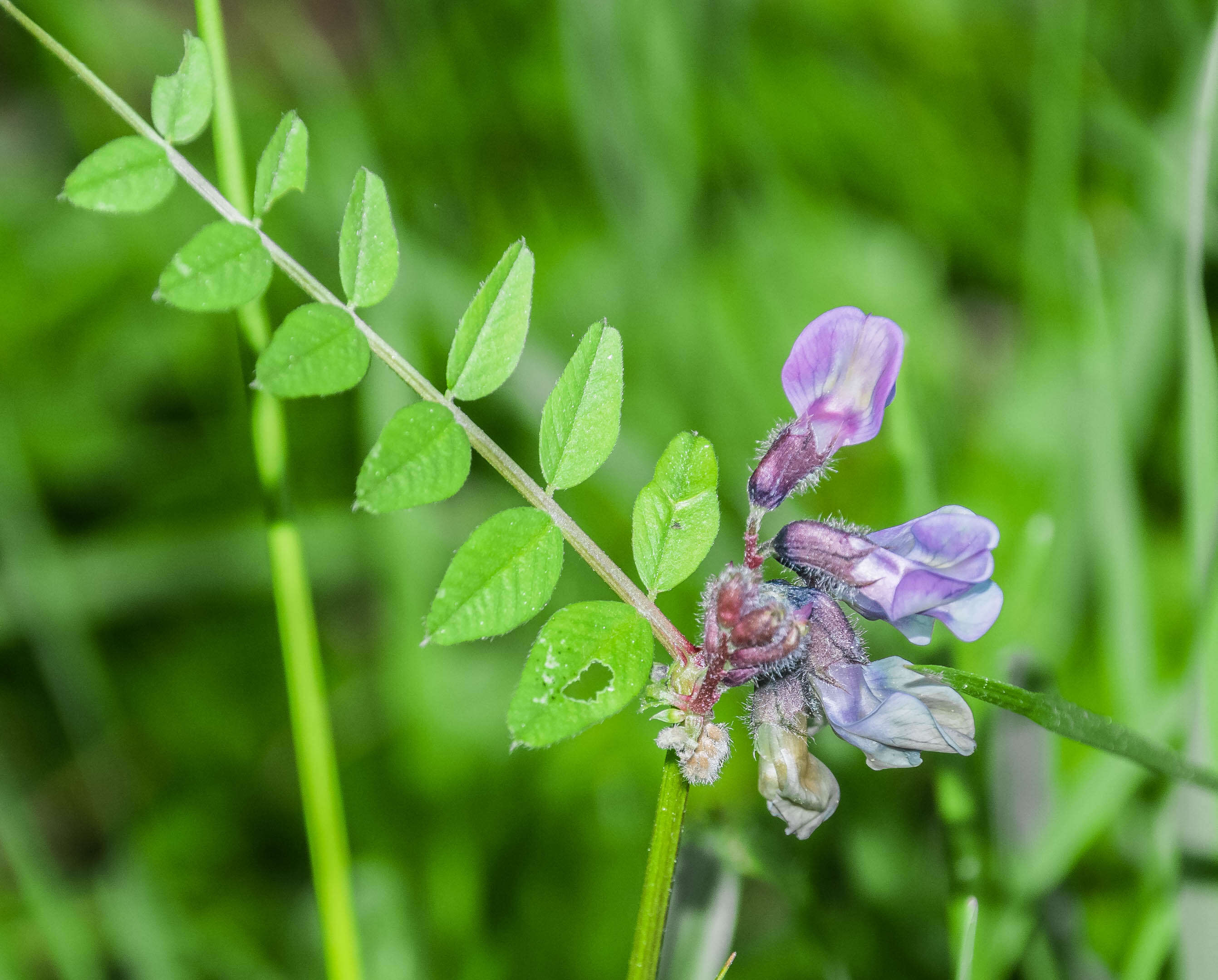 Image of bush vetch