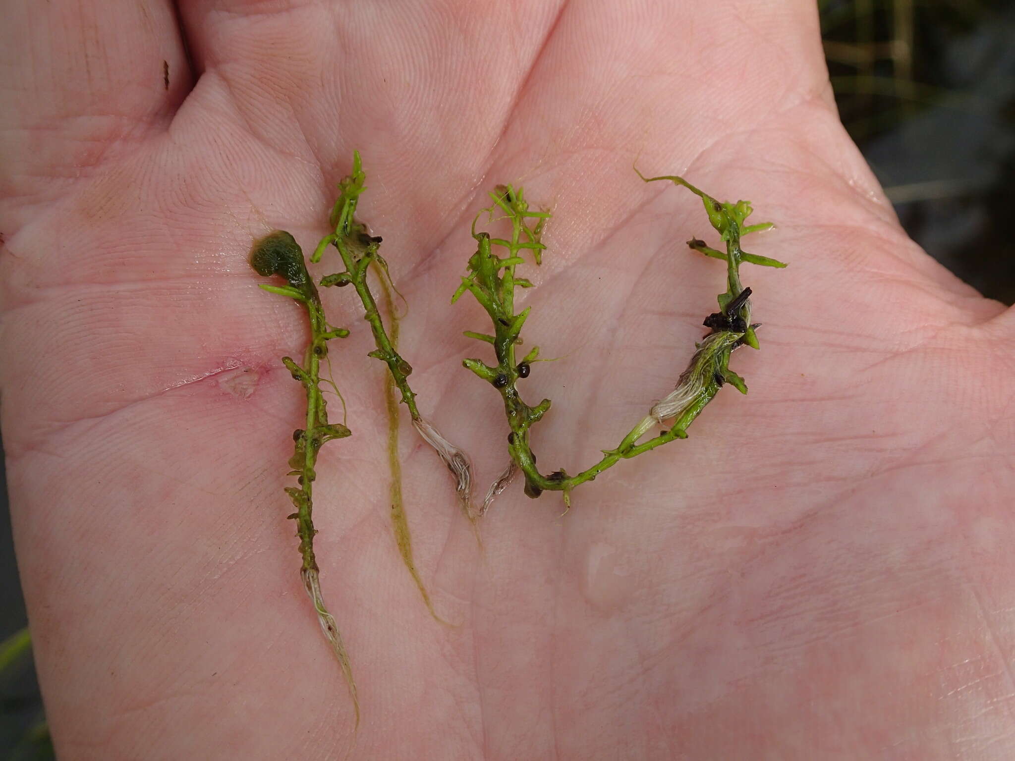 Image of small waterwort