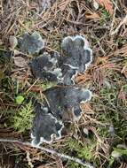 Image of felt lichen