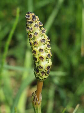 Image of Marsh Horsetail