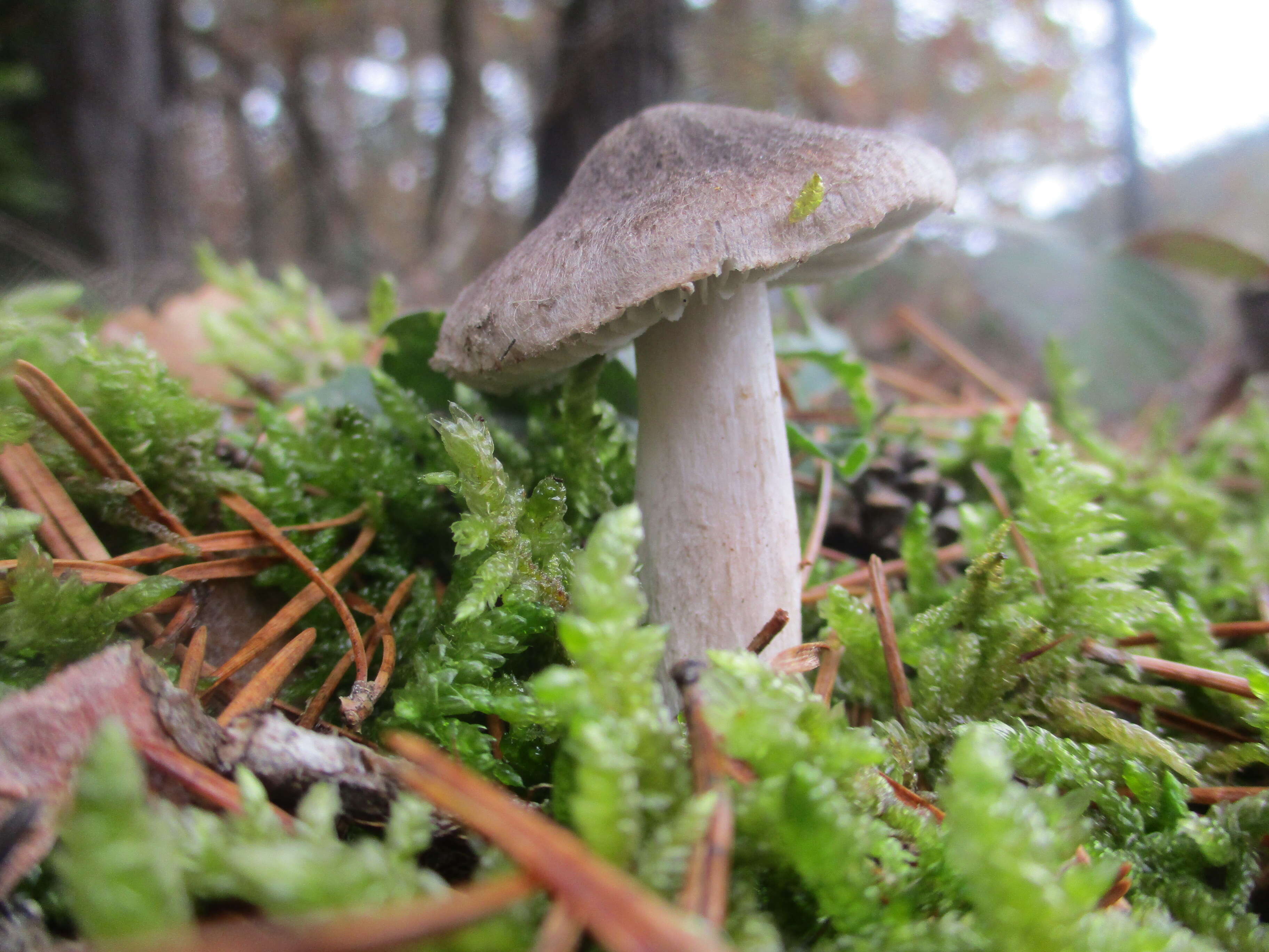 Image of Grey Agaric