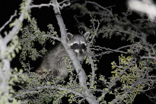 Image of raccoons