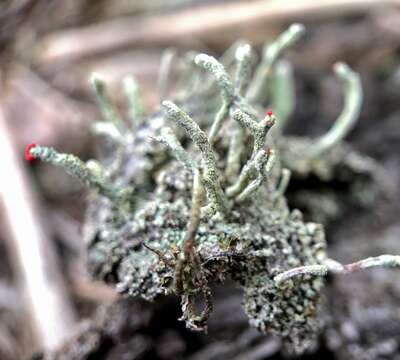 Image of Cladonia macilenta