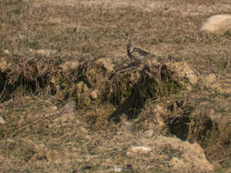 Image of American Pipit