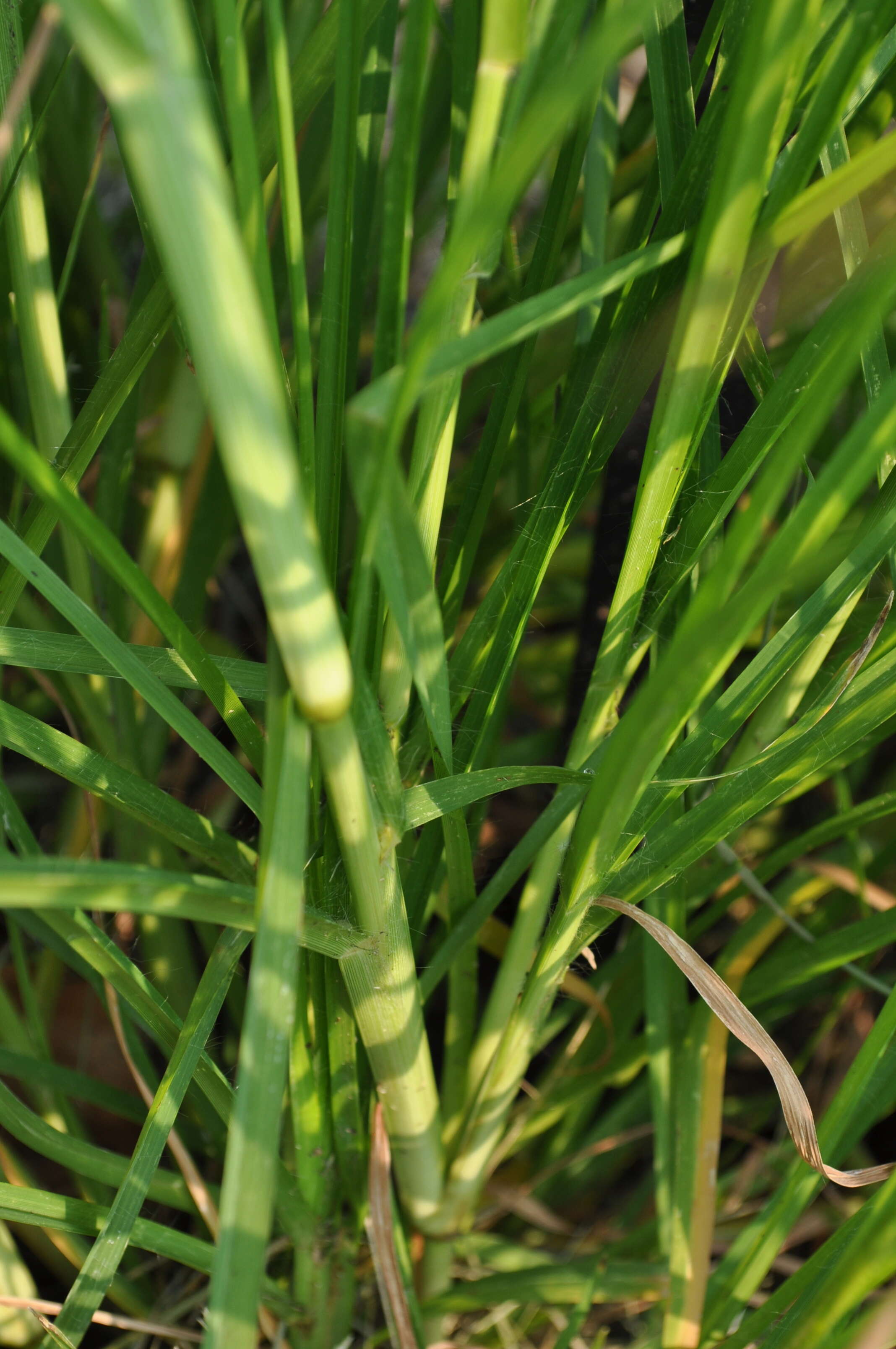 Eleusine indica (L.) Gaertn. resmi