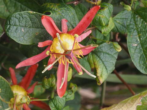 Passiflora cinnabarina Lindl.的圖片