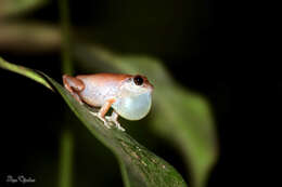 صورة Pseudophilautus kani (Biju & Bossuyt 2009)