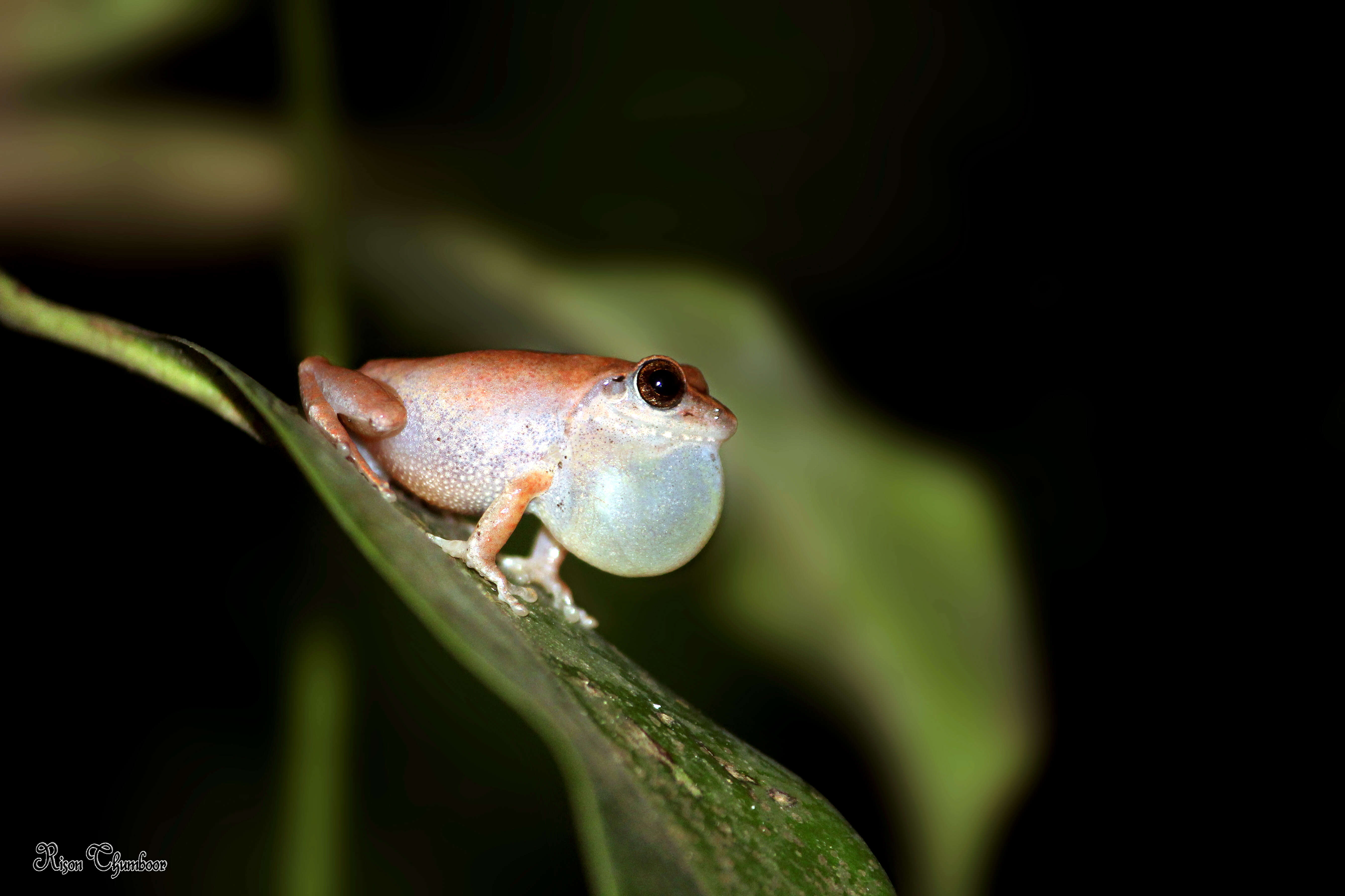 Image of Kani Bush Frog