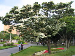 Image of Chinese Fringetree